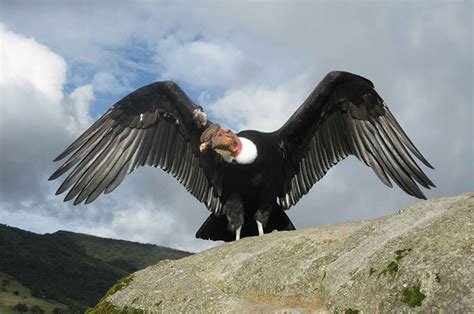 2024's 10 Condor Symbolism Facts & Meaning: A Totem, Spirit & Power Animal