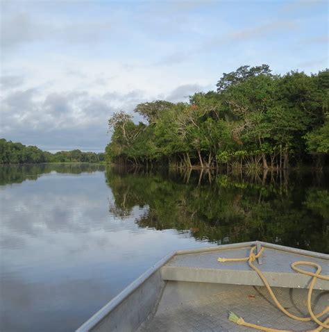 most dangerous animal in the amazon rainforest 6