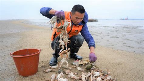 阿烽终于盼到大潮水，螃蟹抓到一大桶，八个人围着都吃不完生活户外休闲好看视频