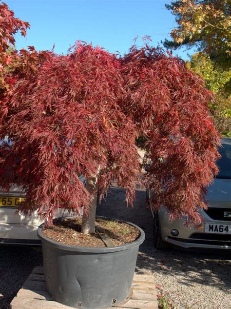 Acer Palmatum Inaba Shidare