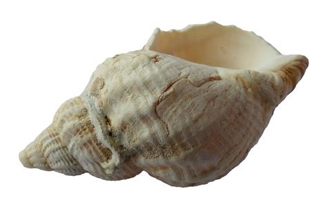 Clam Png Hd Transparent Clam Hdpng Images Pluspng