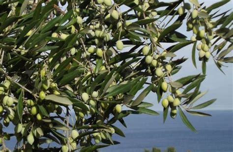 Zeytin üreticileri dikkat Merakla beklenen rakam açıklandı Hedef