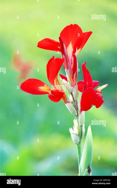 Red Canna Lily Flower Hi Res Stock Photography And Images Alamy