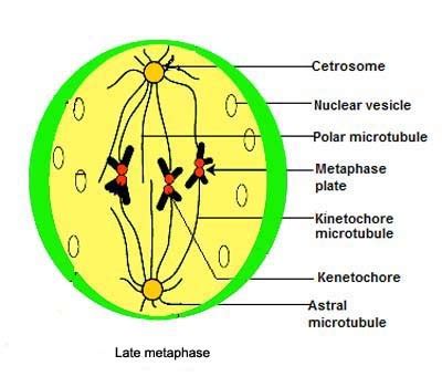 Metaphase Mitosis