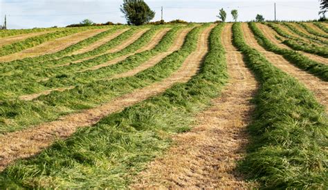 Understanding Silage Fermentation Agritech