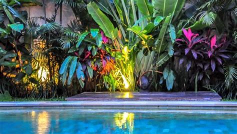 Tropical Landscape Design Your Own Rainforest Escape Plant Professionals