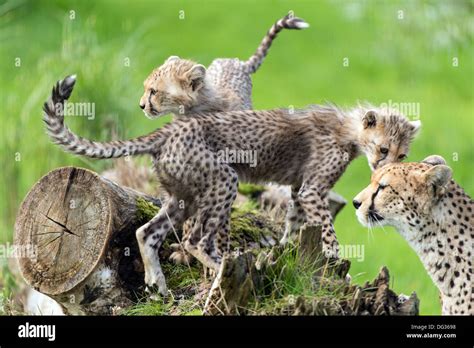 Cheetah Cubs Playing Stock Photo - Alamy