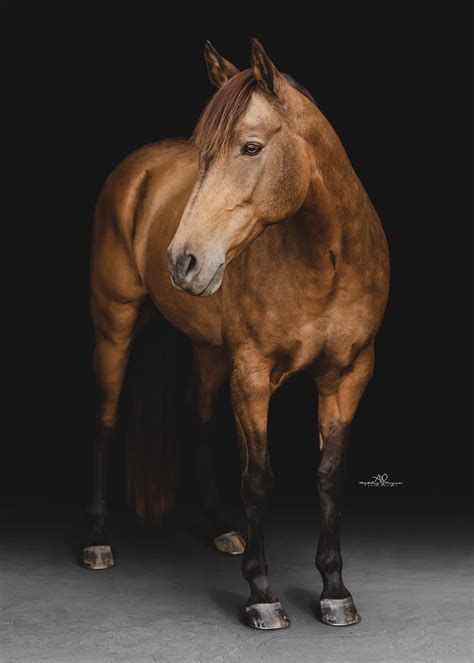 horse portraits photography horse photoshoot  sunset