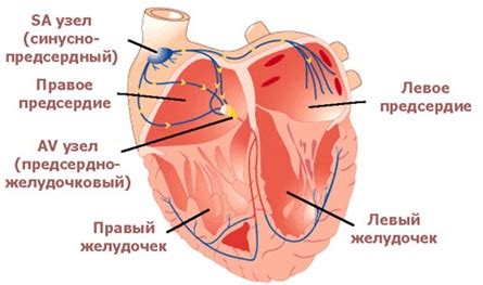 Сердце