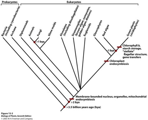 Protista Algae And Heterotrophic Protists Flashcards Quizlet