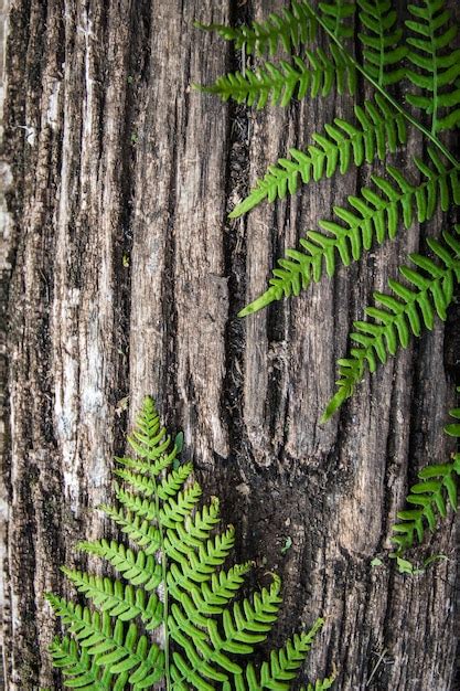 Hojas De Helecho Sobre Un Fondo De Madera Vieja Con Surcos Foto Premium