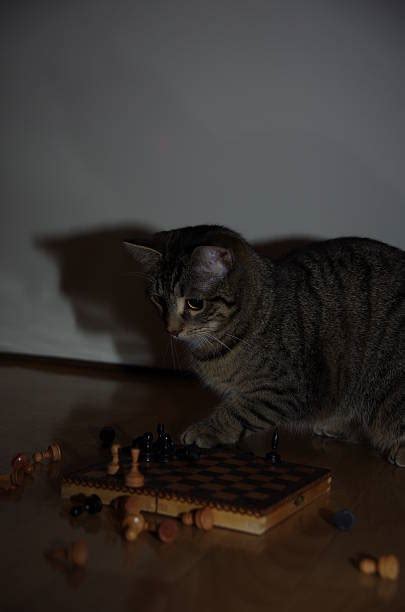 Cat Playing Chess Stock Photos, Pictures & Royalty-Free Images - iStock