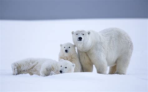 Bing Polar Bear Wallpaper