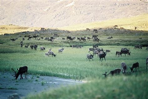 national parks   wildlife  visitors    good