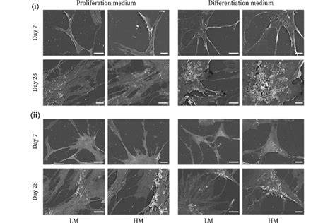 Cell morphology as observed under scanning electron microscopy at day 7 ... 