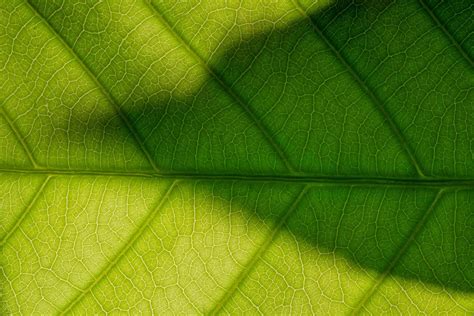 Green leaf pattern 1854178 Stock Photo at Vecteezy