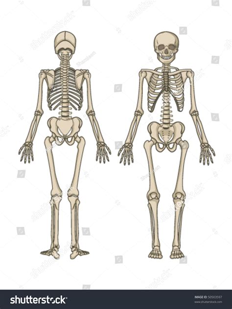 Human Skeleton Vector Stock Vector Shutterstock