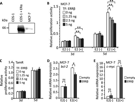 ERR Inhibits Estrogen Dependent Function Of MCF 7 Cells A Total