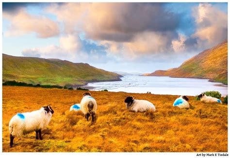 Connemara Sheep At Rest - Irish Countryside Art - Mark On Art - Mark ...