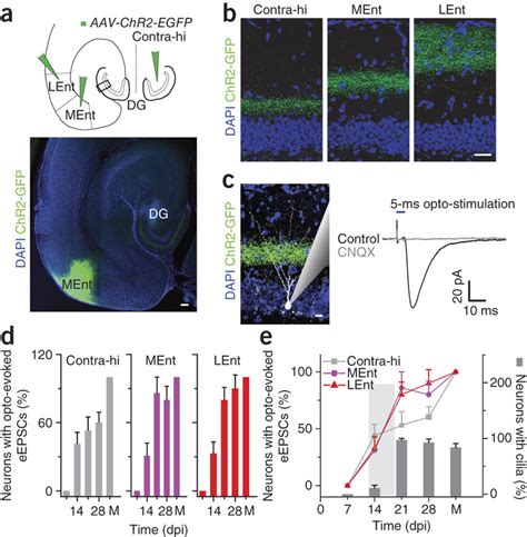 Entorhinal Cortical Innervations Of Adult Born Neurons Accompany