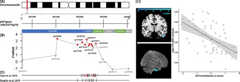 Methylation Of The Oxytocin Ge IMAGE EurekAlert Science News Releases