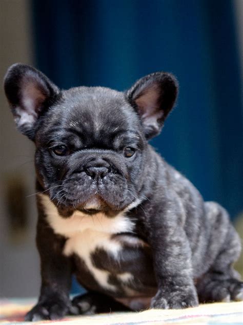 Chiot Bouledogue Français Mâle Disponible En Nouvelle Aquitaine 87