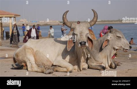 Indian cow with horns Stock Videos & Footage - HD and 4K Video Clips ...