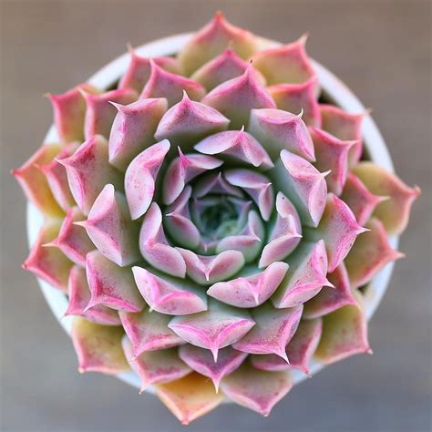 Echeveria Goals #succulent #echeveria