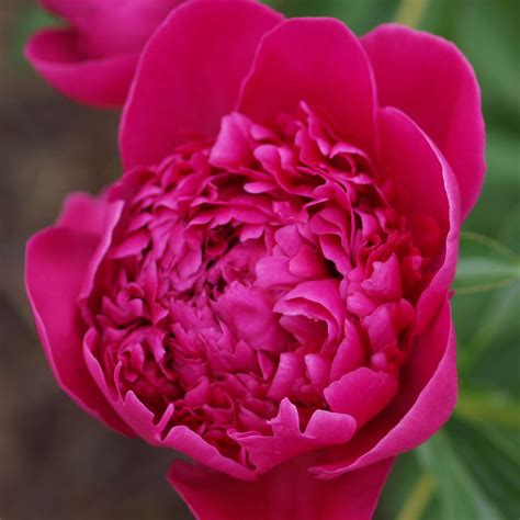 Pivoine Lactiflora Félix Crousse Pivoine De Chine à Grandes Fleurs