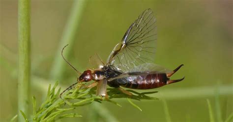 7 Earwig Facts: They Can Fly, Jump, and Break Falls - Odd Facts