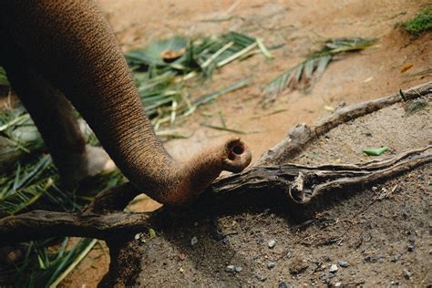 Elephant Trunk on Wildlife · Free Stock Photo