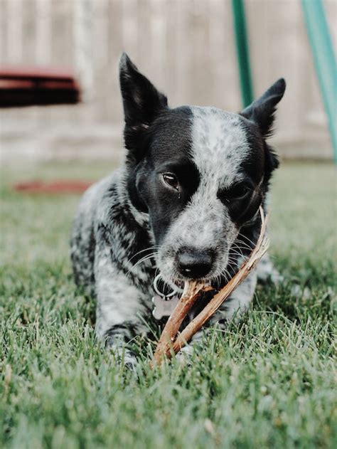 Les Bienfaits De La Mastication Canis Lupus Education Canine