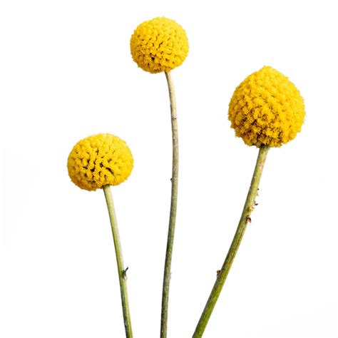 Craspedia globosa Solarpop - Muller Seeds