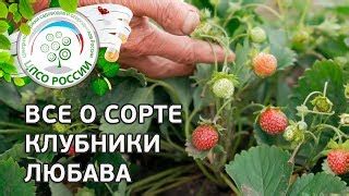 Клубника Любава: отзывы, описание сорта, фото, видео, отзывы ...