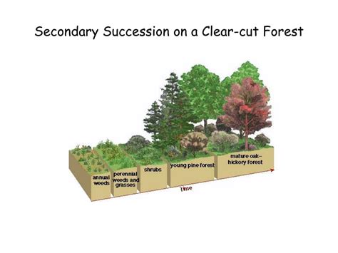 Ppt Components Of Biodiversity Noss 1990 Powerpoint Presentation