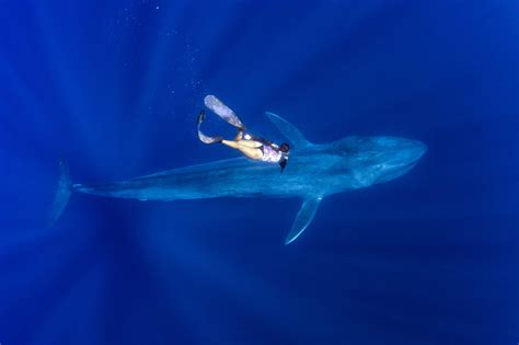 Biggest Whale Ever Recorded American Oceans