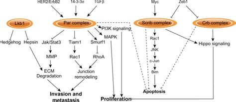 Signaling Pathways Regulated By Apicalbasal Polarity Complexes Notes Download Scientific