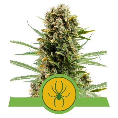 Buy White Widow Auto Cannabis Seeds Royal Queen Seeds