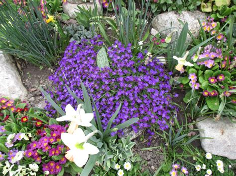 Аубриета / Aubrieta - Страница 10 - Форум HobbyKafe.com | Plantas