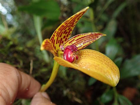 Bulbophyllum Membranifolium Orchidaceae Image At Phytoimages