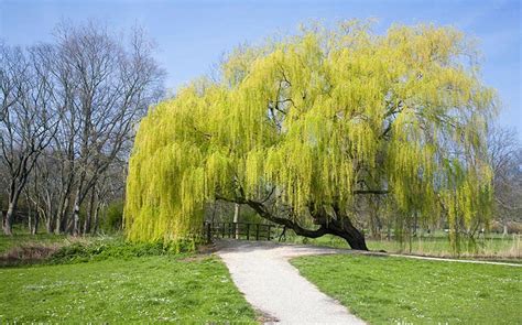 Ива золотистая • Garden Modern