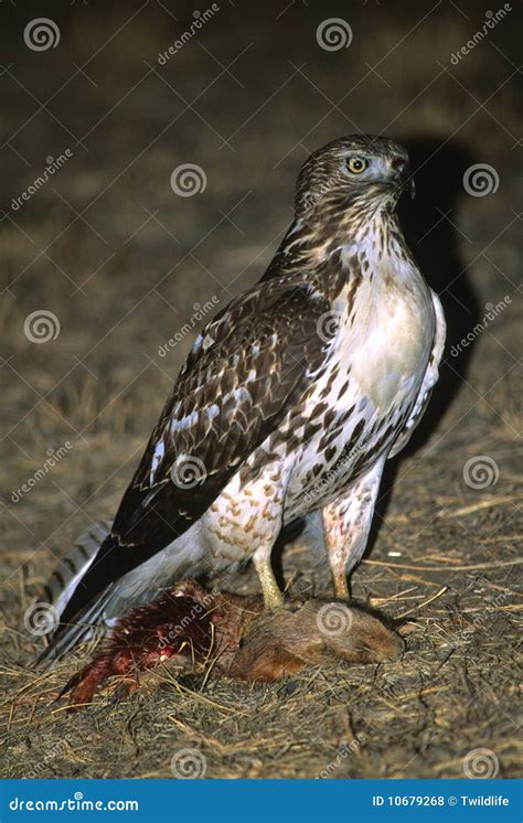 Red Tailed Hawk with Prey stock photo. Image of prey - 10679268