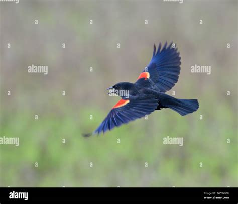 Male Red Winged Blackbird Agelaius Phoeniceus Flying Singing And