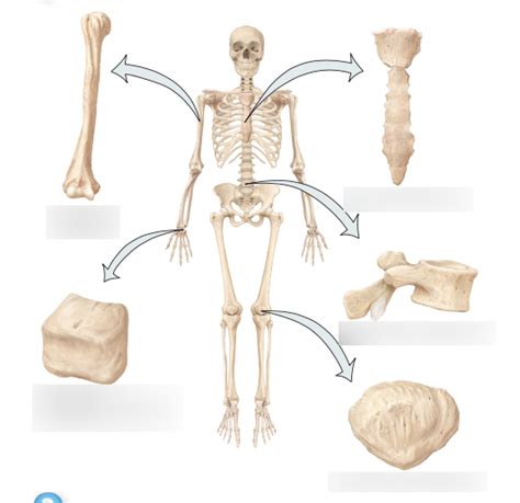 Ch 6 Types Of Bones Based On Shape Diagram Quizlet