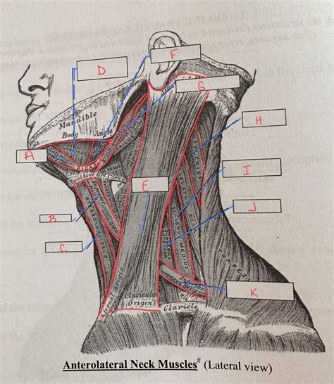 Anterolateral Neck Muscles Diagram Quizlet