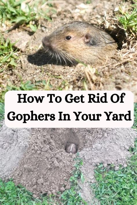 How To Get Rid Of Gophers In Your Yard In 2024 Getting Rid Of Gophers