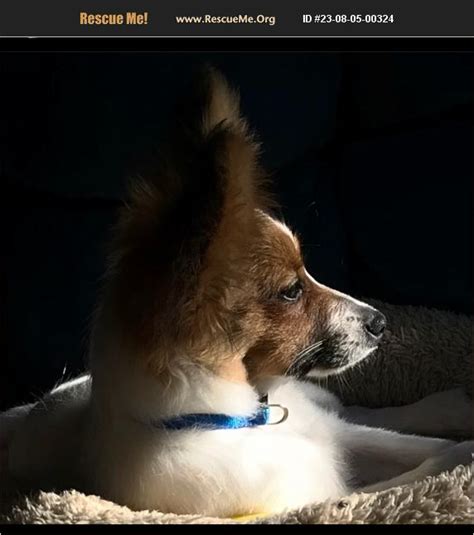 Adopt Papillon Rescue Kissimmee Fl