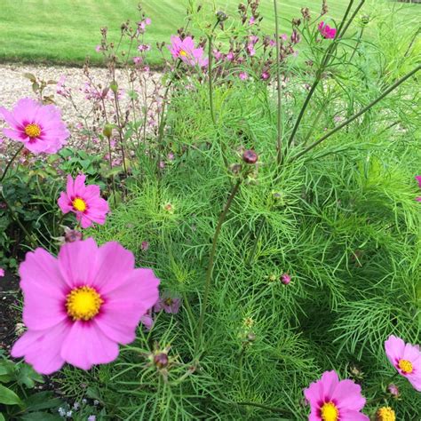 Cosmos Bipinnatus Sensation Mixed Cosmea Sensation Mixed