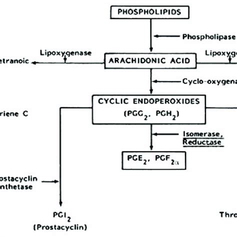 Showing the pathway for the biosynthesis of prostaglandins and related ...