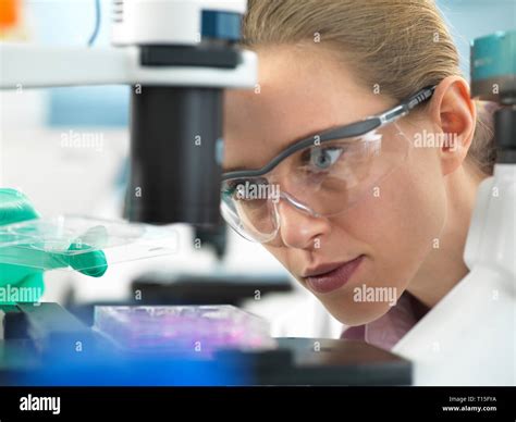 Cell Research Scientist Placing A Multi Well Plate Under The